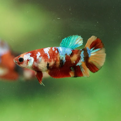 Multicolor/ Galaxy Koi Plakat- Female- 13 Weeks Old