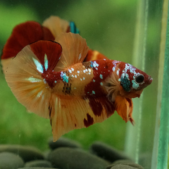 Multicolor/Galaxy Koi Plakat -13 weeks Old