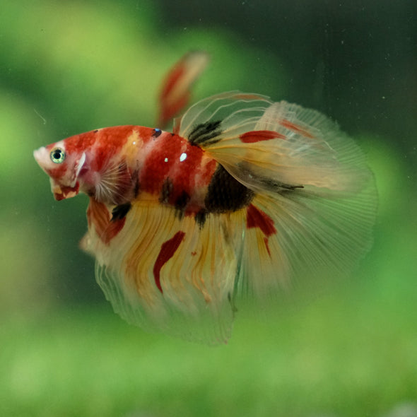 Galaxy Koi Halfmoon - 13 weeks old