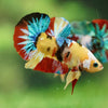 Multicolor/Galaxy Koi Plakat -16 weeks Old