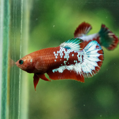 Red Fancy Plakat 13 Week Old- Female
