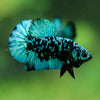 Black Koi Galaxy Plakat (Avatar) -10 weeks Old