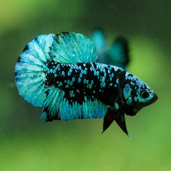 Black Koi Galaxy Plakat (Avatar) -10 weeks Old