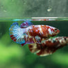 Multicolor/ Galaxy Koi Plakat - Female- 13 Weeks Old