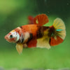 Multicolor/ Galaxy Koi Plakat- Female- 13 Weeks Old