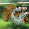 Galaxy/Candy Koi Halfmoon - 13 weeks old