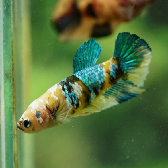 Multicolor/ Galaxy Koi Plakat- Female- 13 Weeks Old