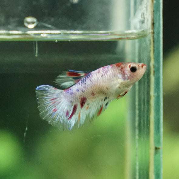 Multicolor/ Galaxy Koi Halfmoon- Female- 13 Weeks Old