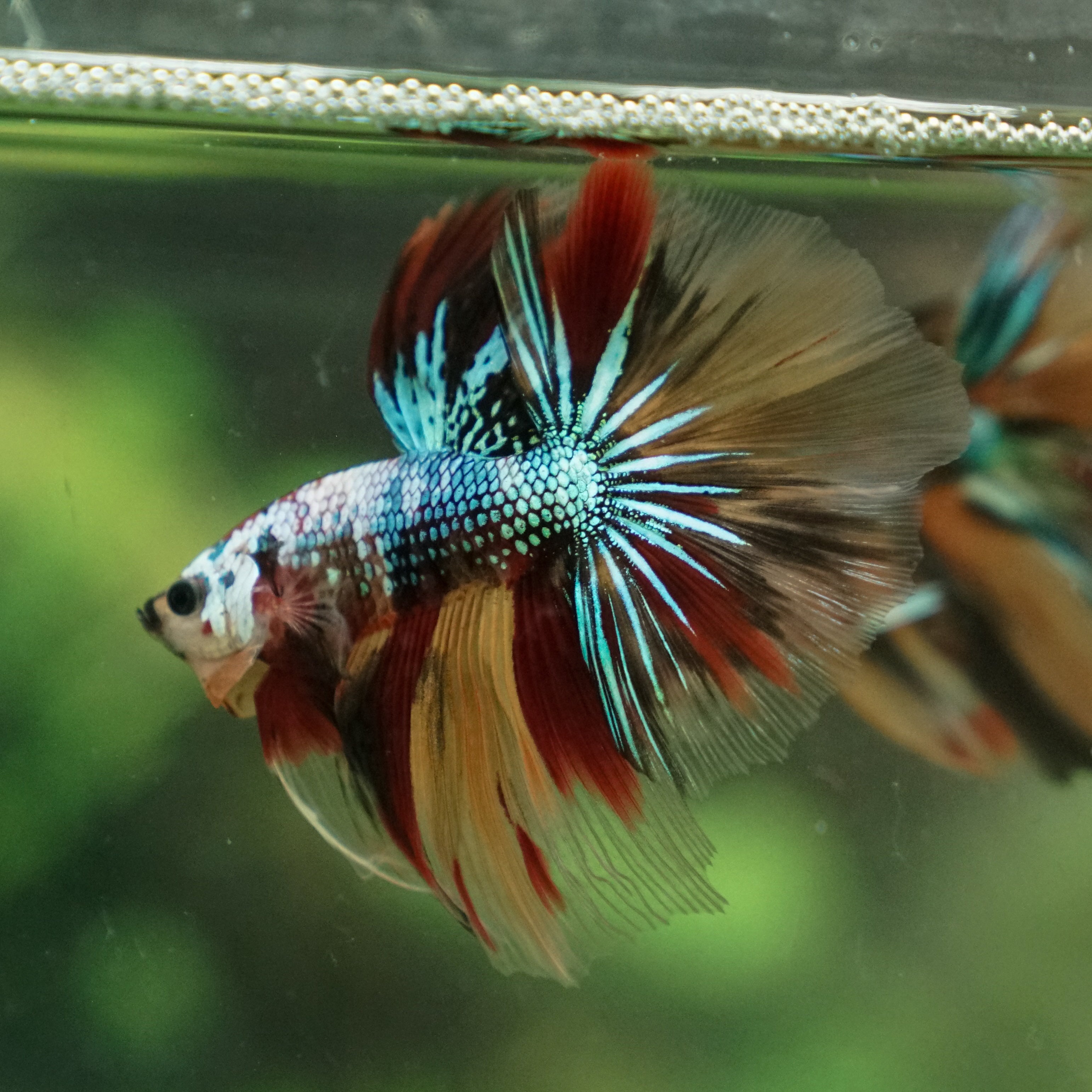 Galaxy Koi Halfmoon - 13 weeks old – Betta Squad USA, LLC.