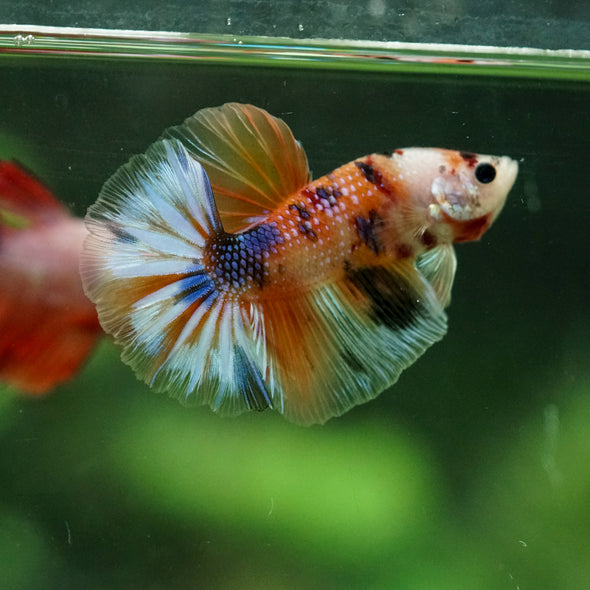 Galaxy/Candy Koi Halfmoon - 11 weeks old