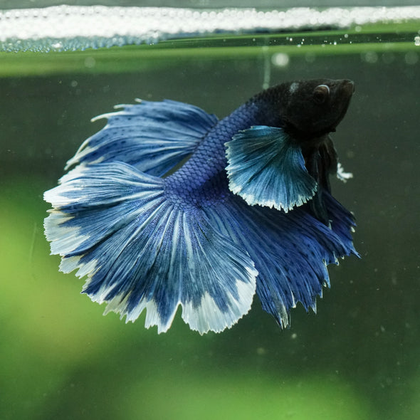 Dumbo Halfmoon - 12 weeks old