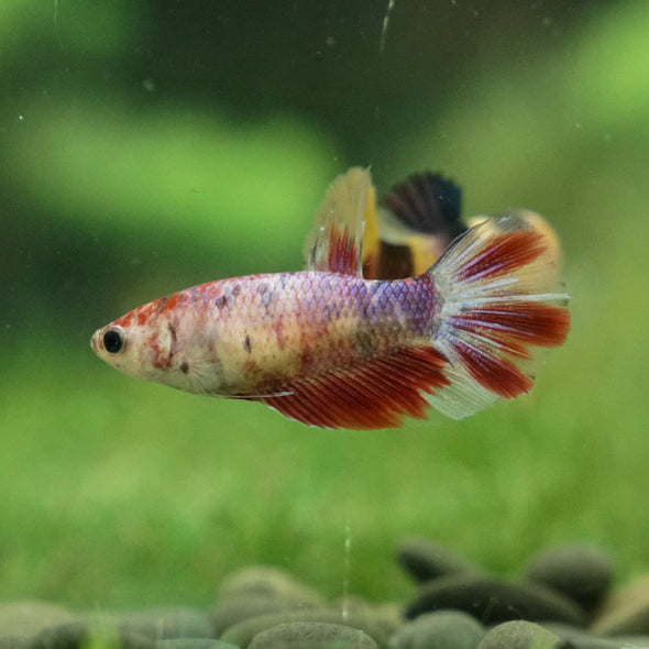 Multicolor/ Galaxy Koi Halfmoon - Female- 13 Weeks Old