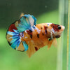 Multicolor/Galaxy Koi Plakat -16 weeks Old