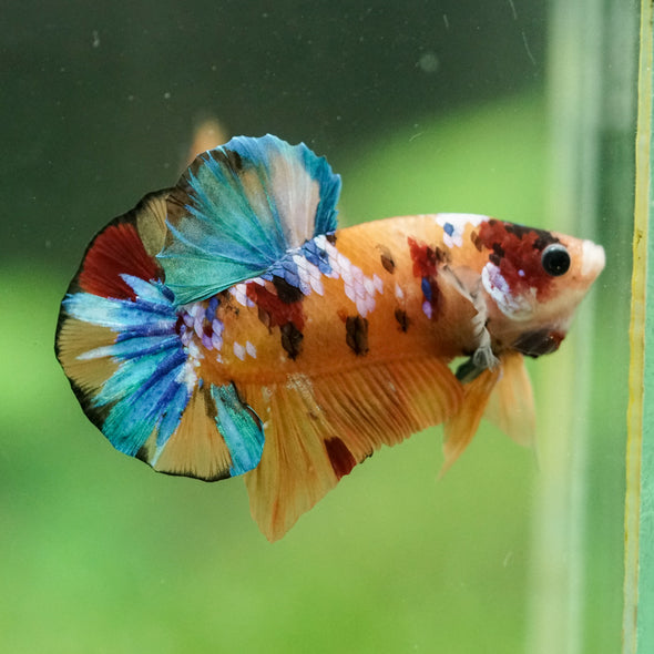 Multicolor/Galaxy Koi Plakat -16 weeks Old
