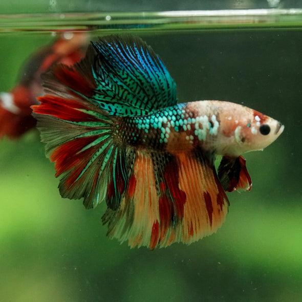 Galaxy/Candy Koi Halfmoon - 10 weeks old