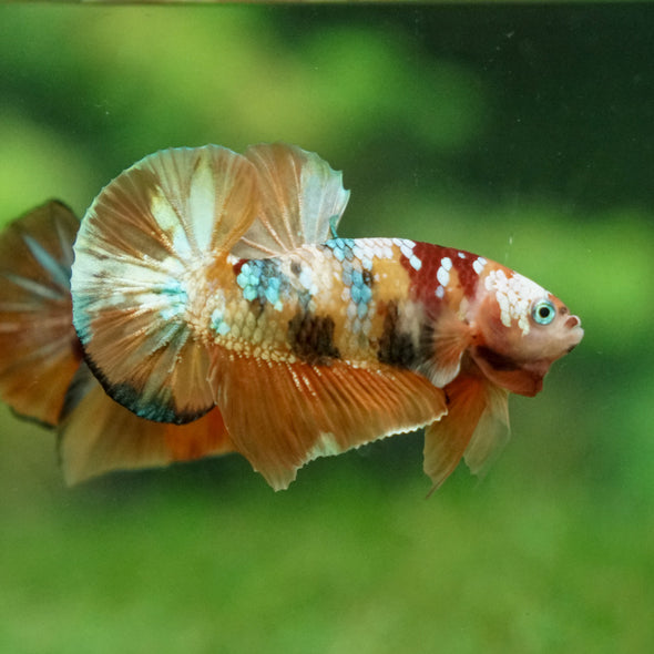 Multicolor/Galaxy Koi Plakat -13 weeks Old