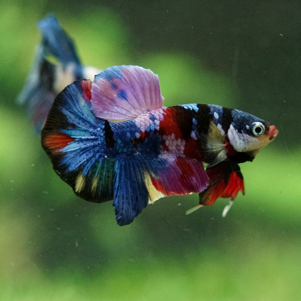 Multicolor/Galaxy Koi Plakat -16 weeks Old