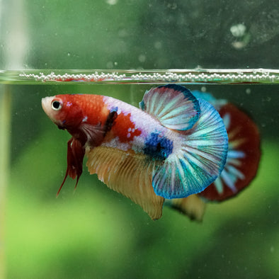 Multicolor/Galaxy Koi Plakat -10 weeks Old