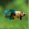 Multicolor/ Galaxy Koi Plakat- Female- 13 Weeks Old