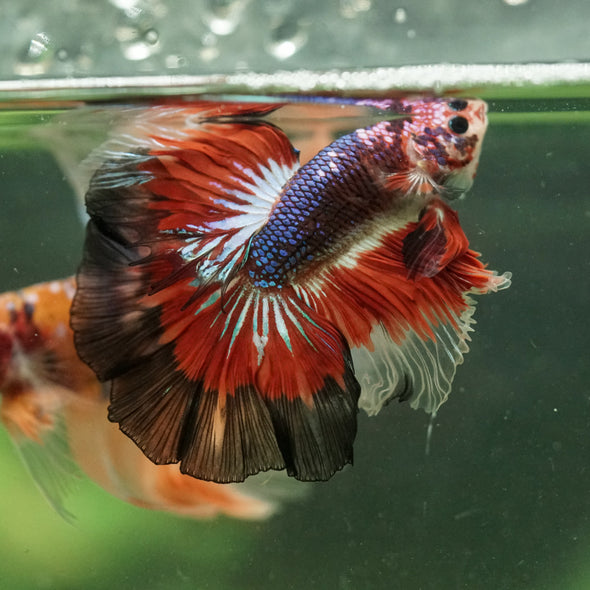 Galaxy/Candy Koi Halfmoon - 14 weeks old
