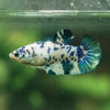 Blue/Green Dalmatian Plakat- Female