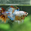 Galaxy/Candy Koi Halfmoon - 13 weeks old