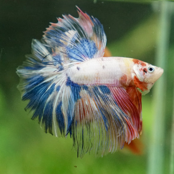 Galaxy/Candy Koi Halfmoon - 13 weeks old