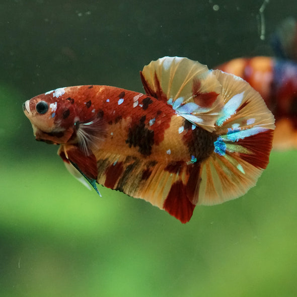 Multicolor/Galaxy Koi Plakat -16 weeks Old