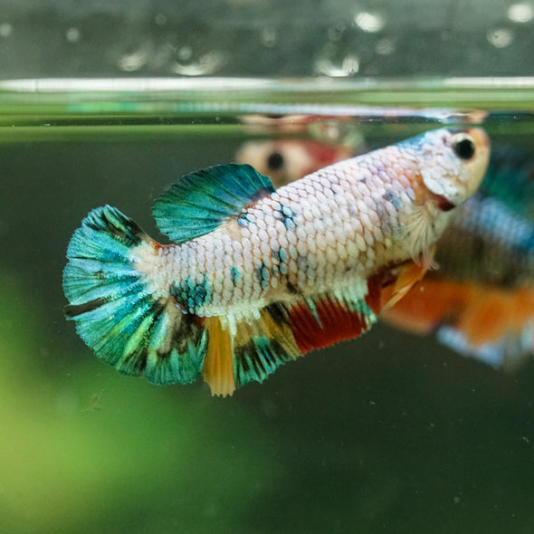 Multicolor/ Galaxy Koi Plakat- Female- 13 Weeks Old