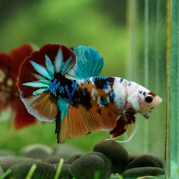 Multicolor/Galaxy Koi Plakat -16 weeks Old