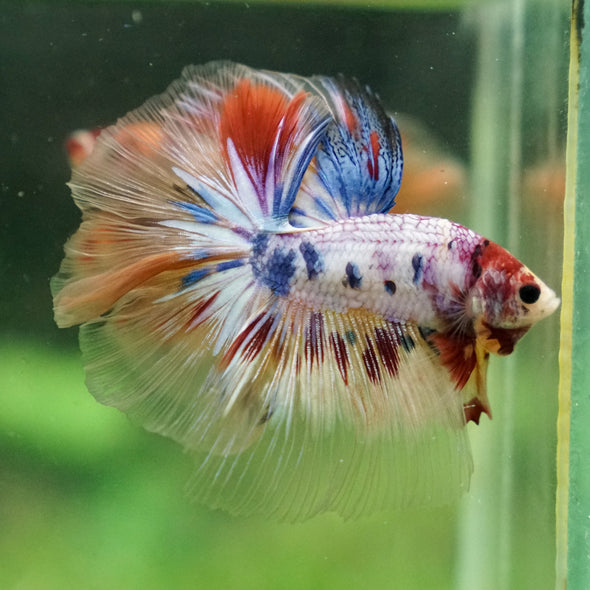 Galaxy/Candy Koi Halfmoon - 13 weeks old