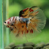 Galaxy/Candy Koi Halfmoon - 14 weeks old