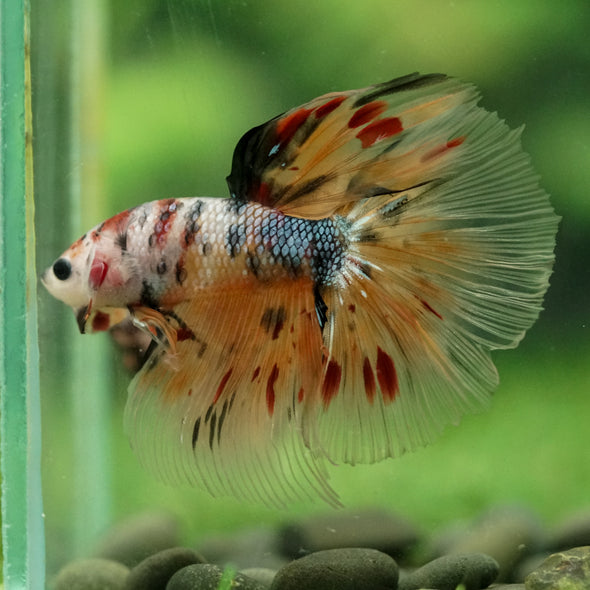 Galaxy/Candy Koi Halfmoon - 14 weeks old