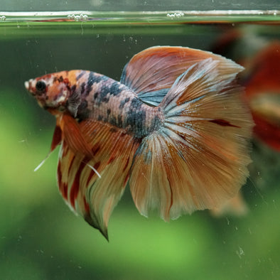 Galaxy/Candy Koi Halfmoon - 14 weeks old
