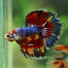 Galaxy/Candy Koi Halfmoon - 14 weeks old