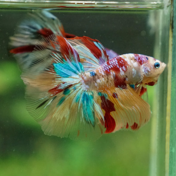 Galaxy/Candy Koi Halfmoon - 13 weeks old