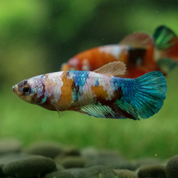 Multicolor/ Galaxy Koi Plakat - Female- 13 Weeks Old