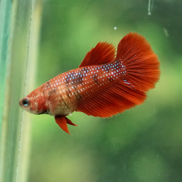 Multicolor/ Galaxy Koi Halfmoon - Female- 13 Weeks Old