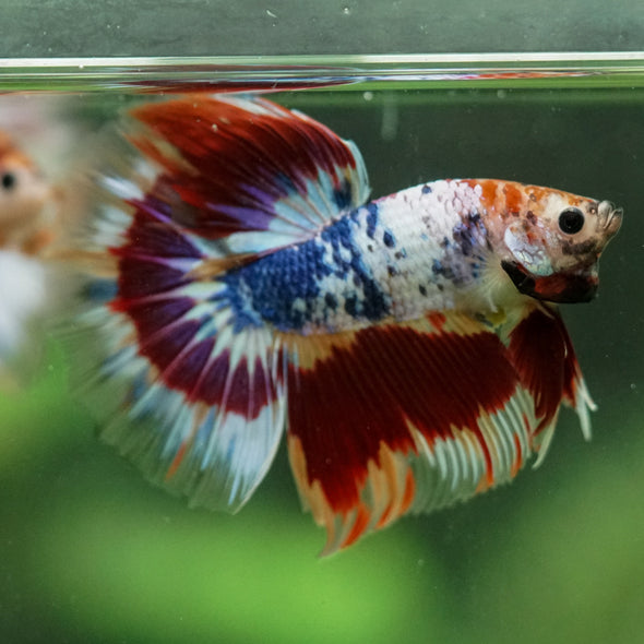 Galaxy/Candy Koi Halfmoon - 13 weeks old