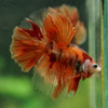 Galaxy/Candy Koi Halfmoon - 14 weeks old