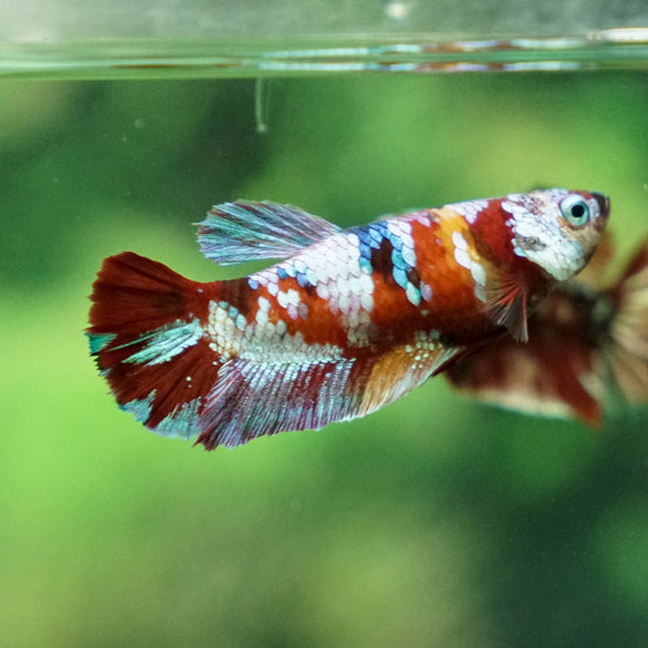 Multicolor/ Galaxy Koi Plakat - Female- 13 Weeks Old