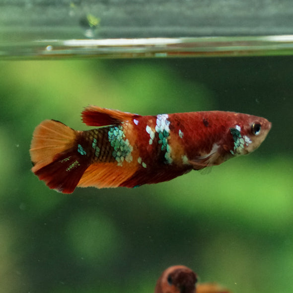 Multicolor/ Galaxy Koi Plakat- Female- 13 Weeks Old