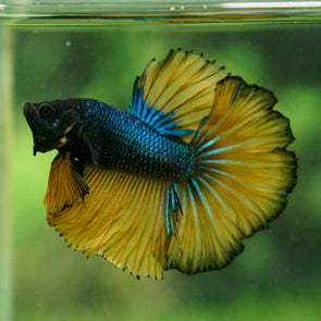 Male Halfmoon Bettas – Betta Squad USA, LLC.