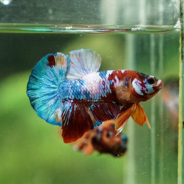 Multicolor/Galaxy Koi Plakat -13 weeks Old