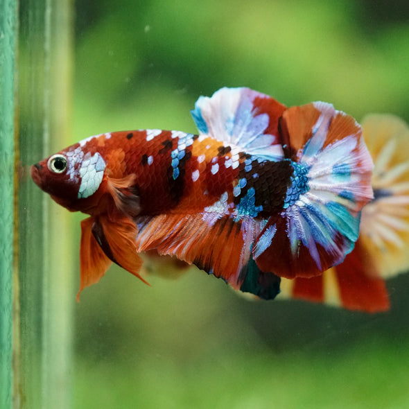Multicolor/Galaxy Koi Plakat -16 weeks Old