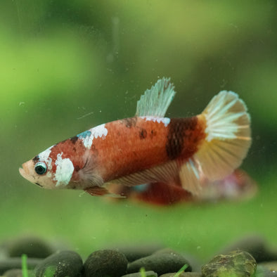 Multicolor/ Galaxy Koi Plakat- Female- 13 Weeks Old