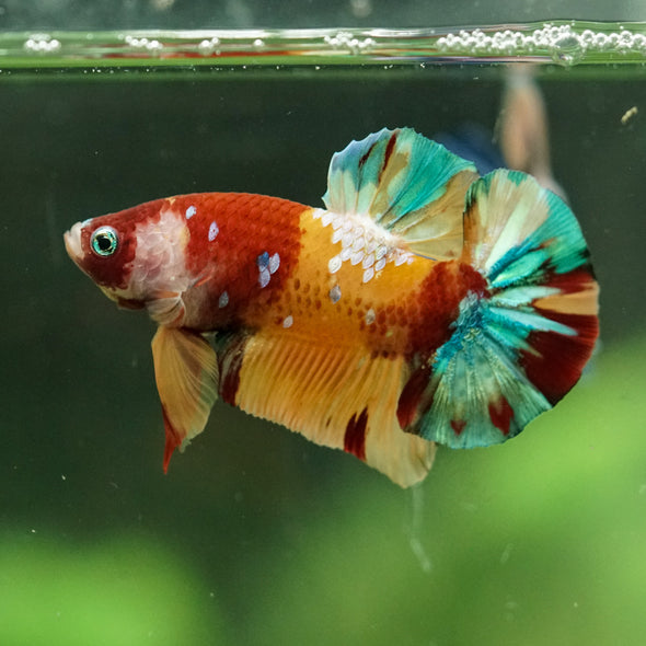 Multicolor/Galaxy Koi Plakat -16 weeks Old