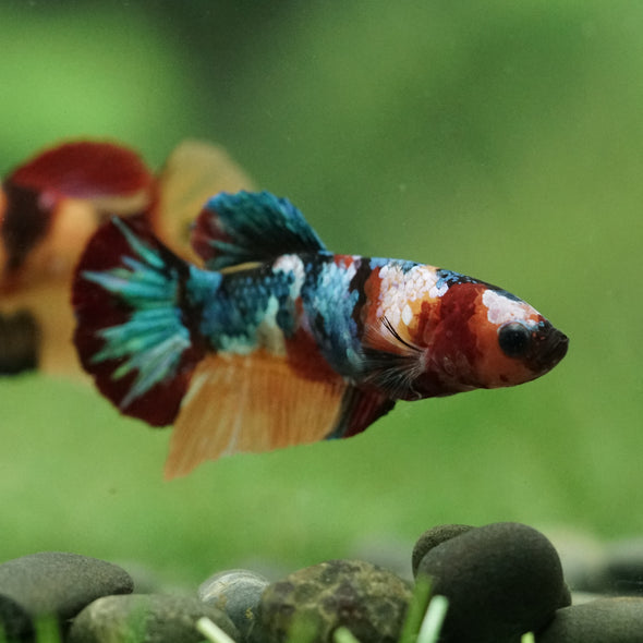 Multicolor/ Galaxy Koi Plakat- Female- 13 Weeks Old
