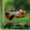 Multicolor/ Galaxy Koi Halfmoon - Female- 13 Weeks Old