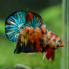 Multicolor/Galaxy Koi Plakat -16 weeks Old